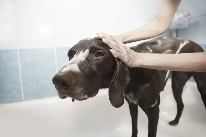 A short-haired dog being shampooed in a grooming tub